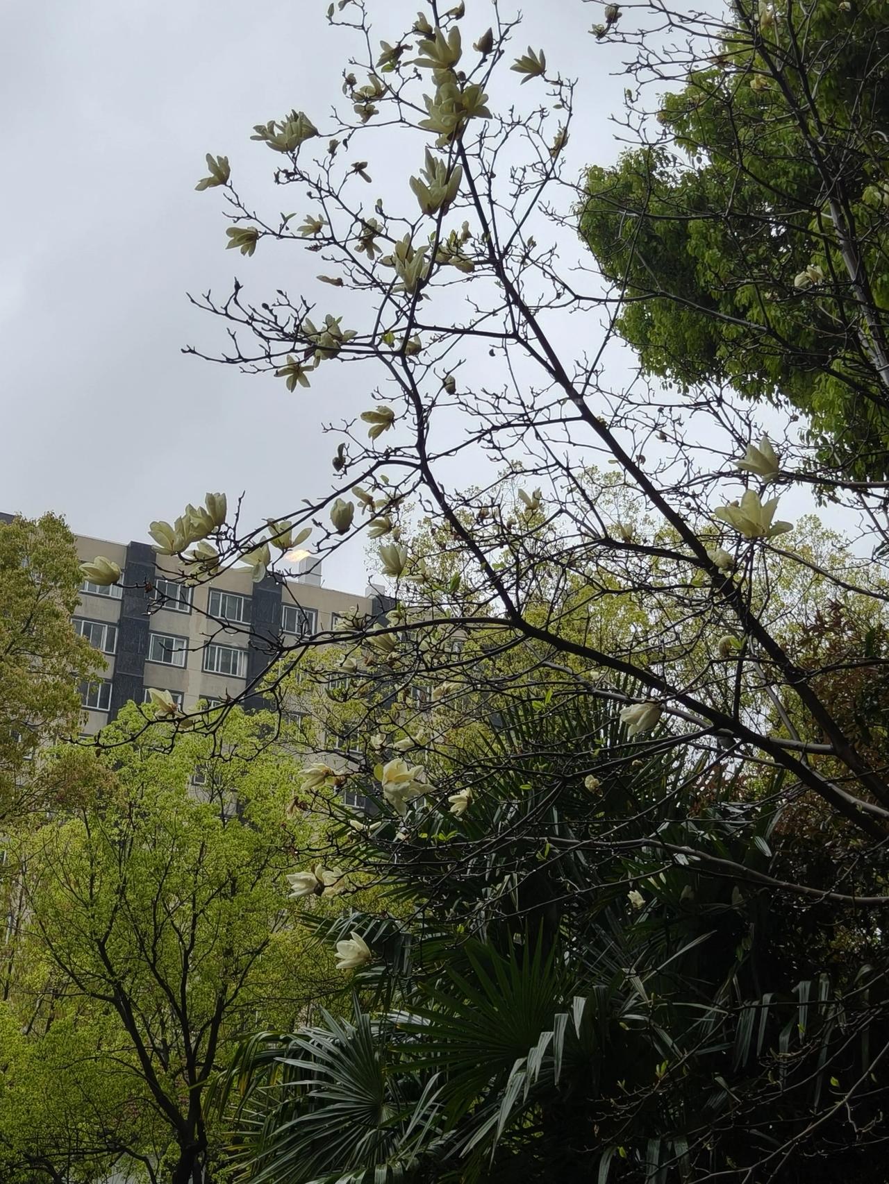 午间隔着玻璃窗拍了几张，
今天外面的雨几乎没停过…

🌧️🌧️🌧️🌧️?