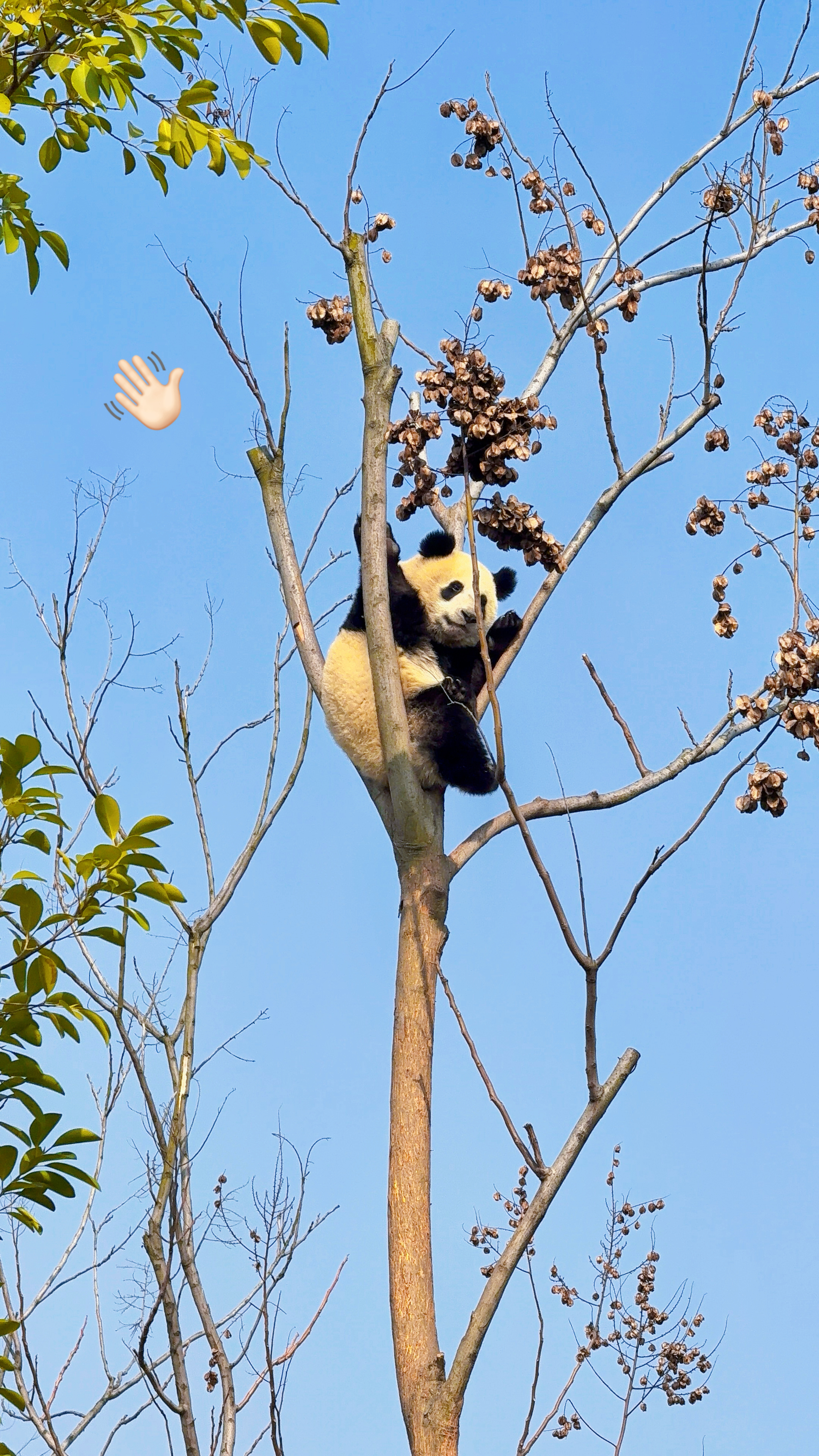 和爸比妈咪的成都之旅🐼🧑🧑🧒带她们去看了大熊猫 小熊猫和三星堆 还去杜甫