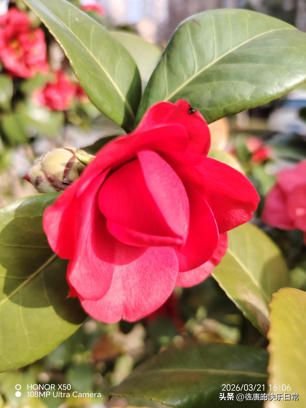 今年春天最想实现的心愿最想实现的心愿是每天坚持晨练打卡