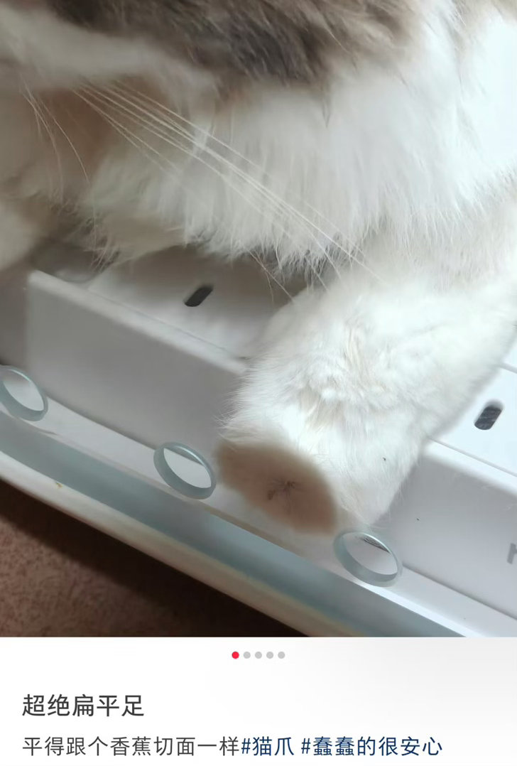 第一眼看以为香蕉变异了以为是小猫截肢了都不敢笑爆笑段子研究所