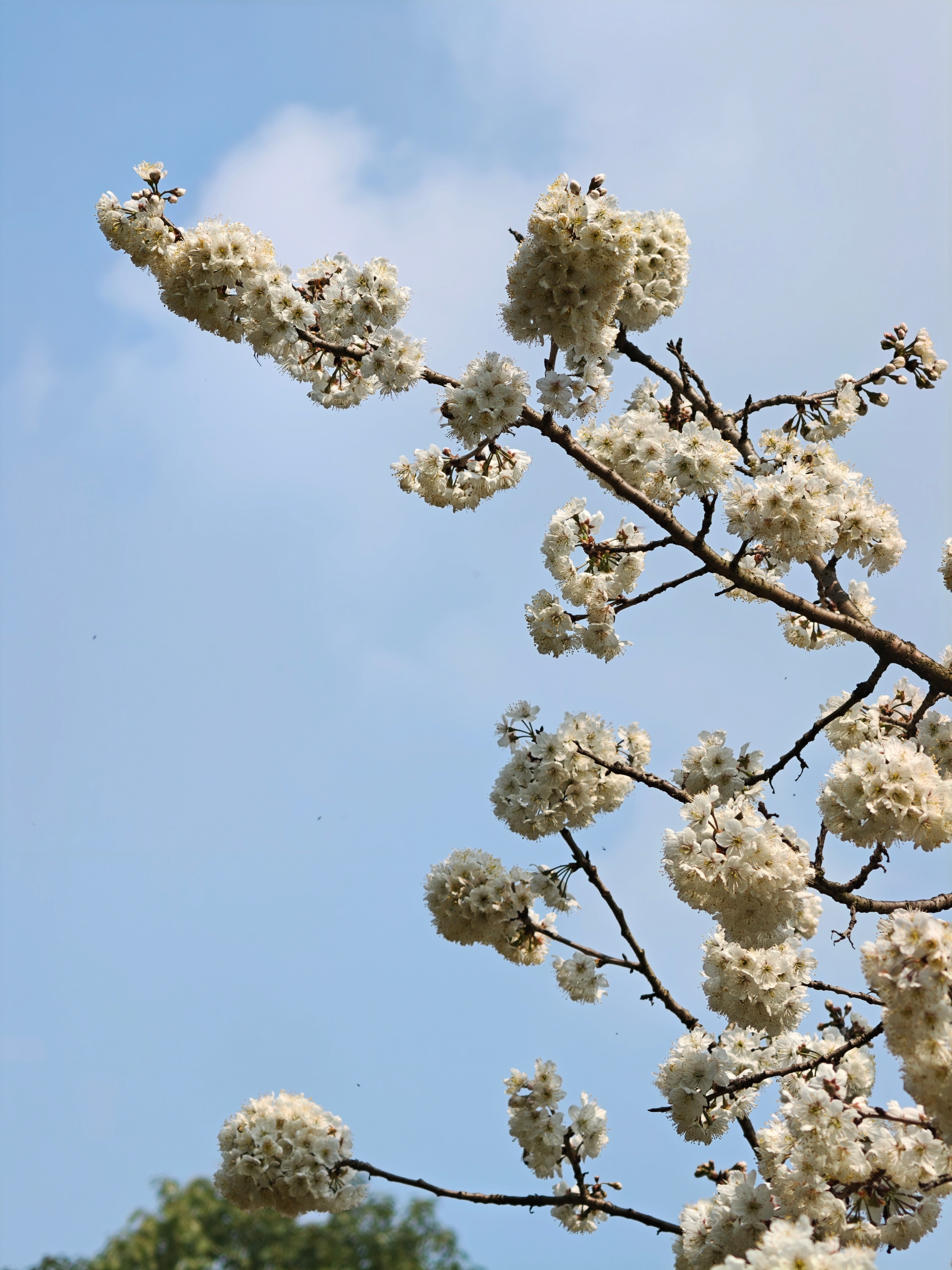 摄影不凡樱花🌸 内江·资中