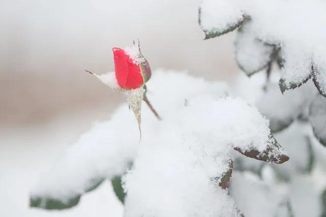 七律 无题（一百二十）

陌上冰魂雪样花，
素心偏喜半含纱。
隔屏遥寄相思月，