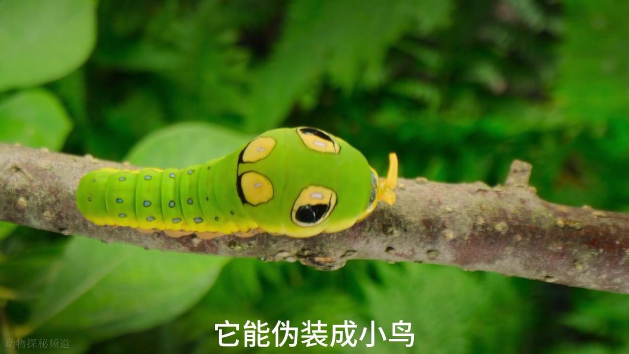 🐛虫界伪装大师——乌樟凤蝶幼虫的“屎”上逃生记

动物界里，为了躲避天敌的捕杀