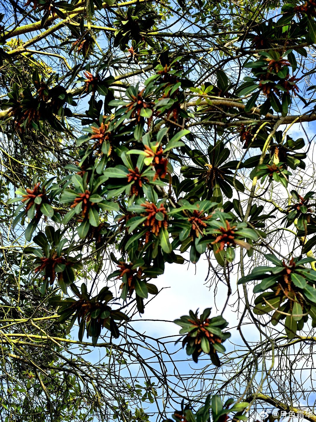 拉普耶鲁，杨梅的花。春天的浪漫是花花给的