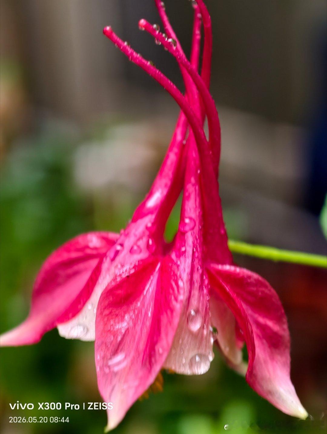 【夏日悠长 . 四季花香】夏日满目芬芳，夏雨湿润大地，窗外清风吹拂，小院静坐纳凉