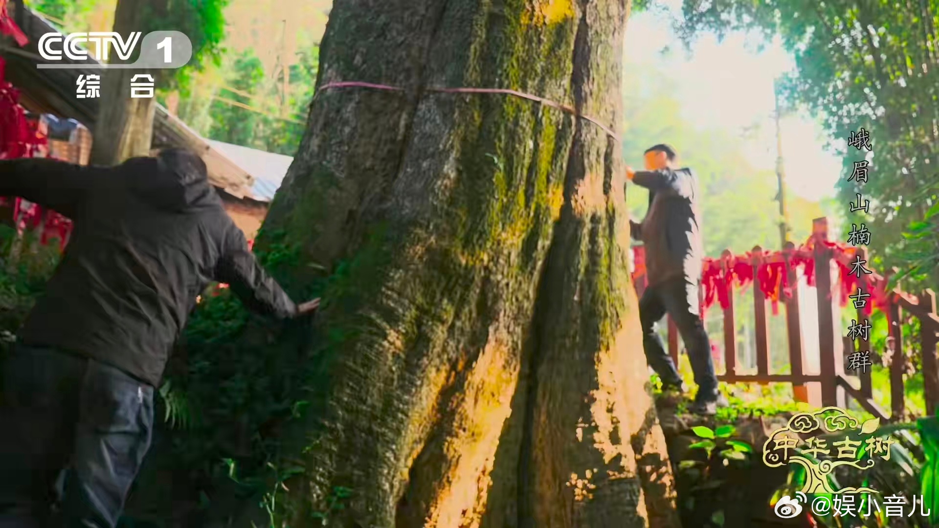 峨眉千年楠木王有十几层楼高 救命峨眉山也太藏东西了吧✨千年楠木王一出场直接封神，