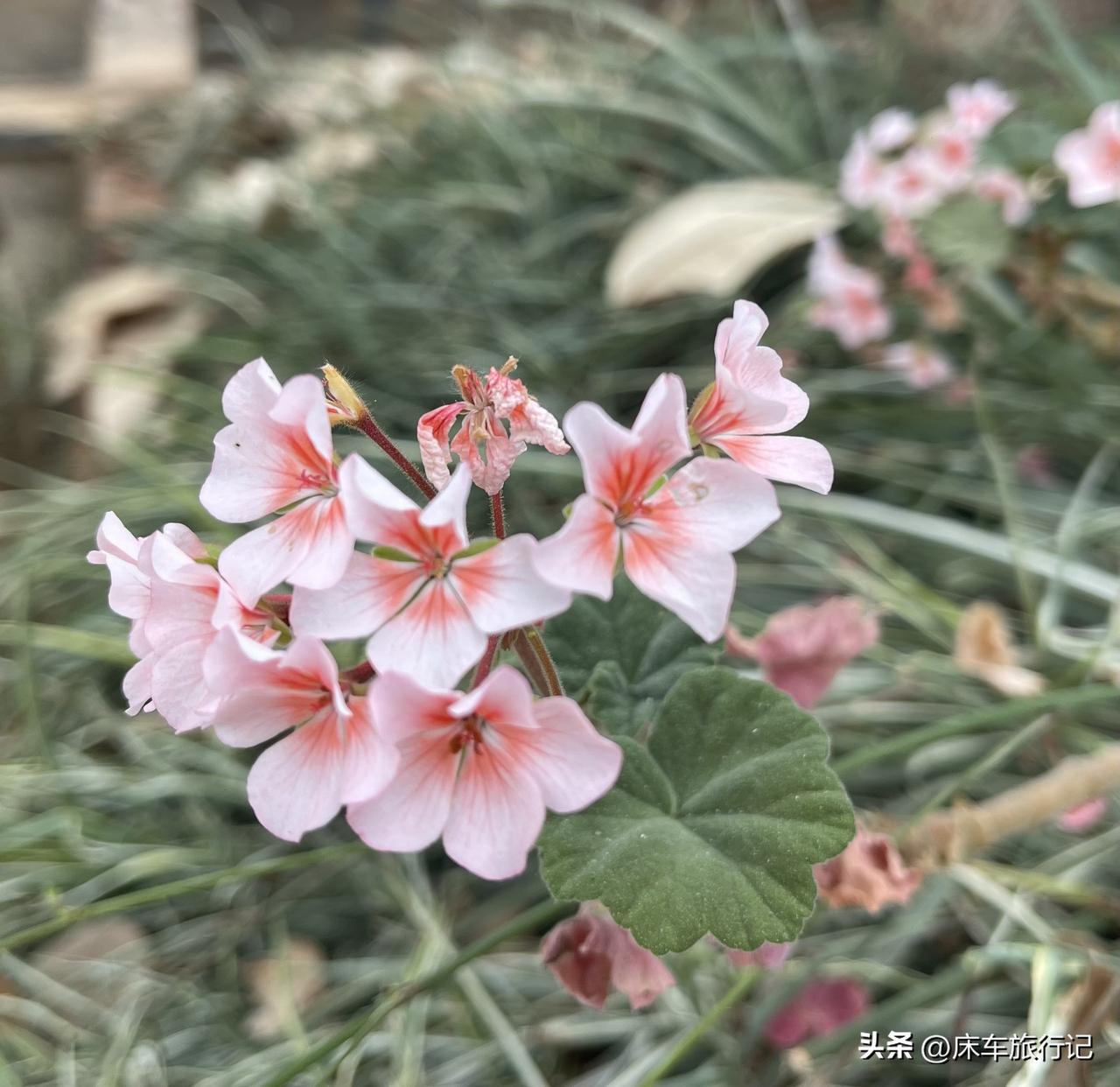 云南之行拍的最多的还是鲜艳盛开的花草，不同的地点不同的花色，让你心动留步。