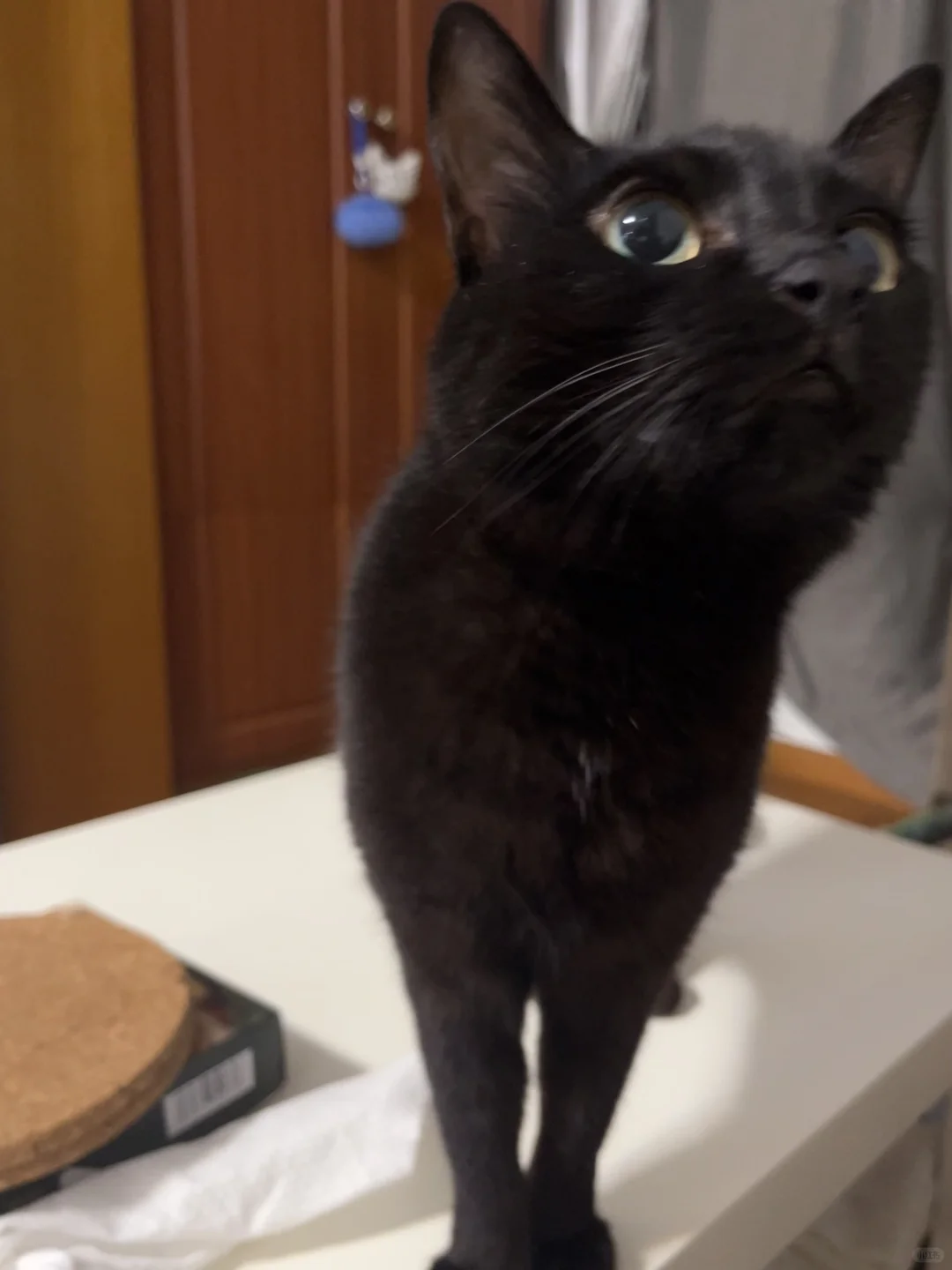 细狗猫！