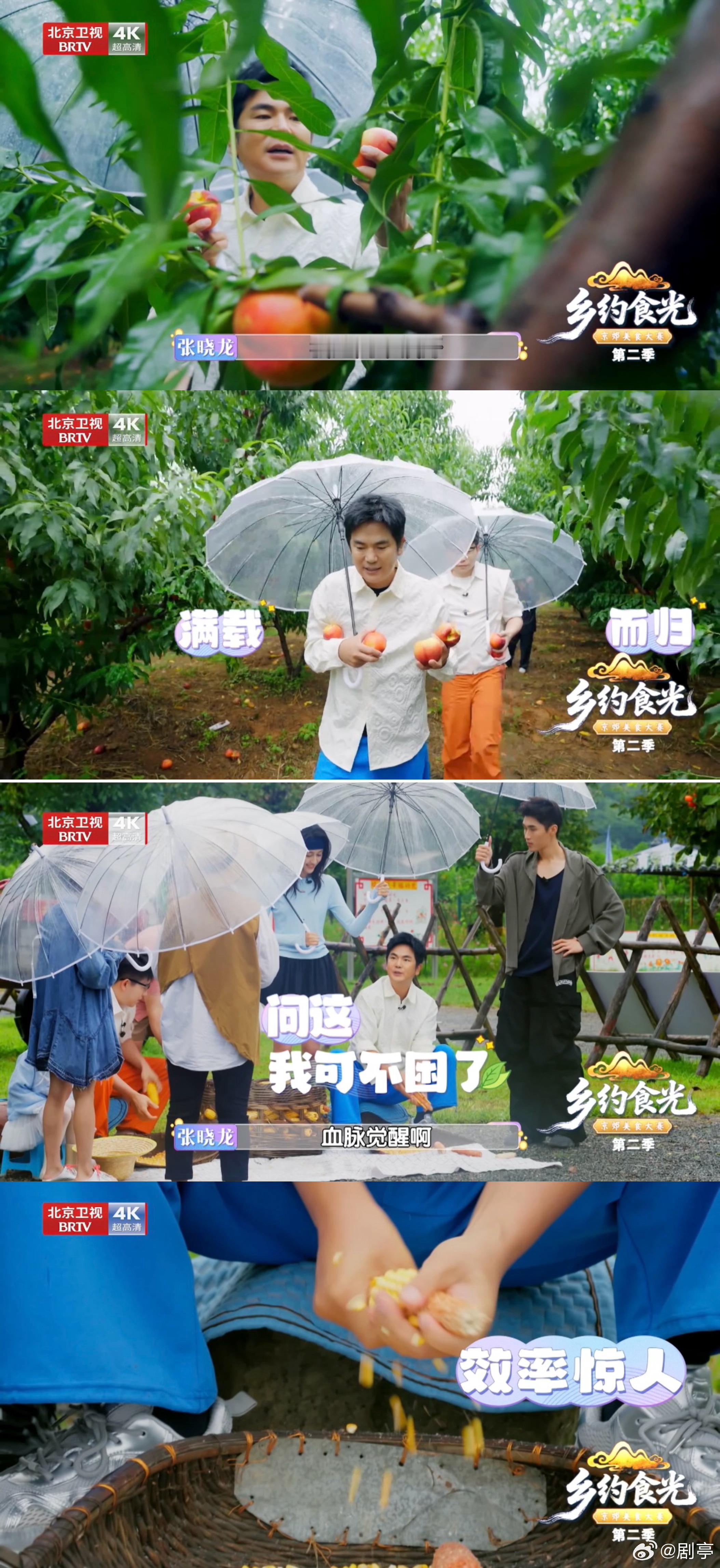 温太医退休后去桃园看大门了温太医转行种桃了本以为是去《乡约食光》享清福，结果是去