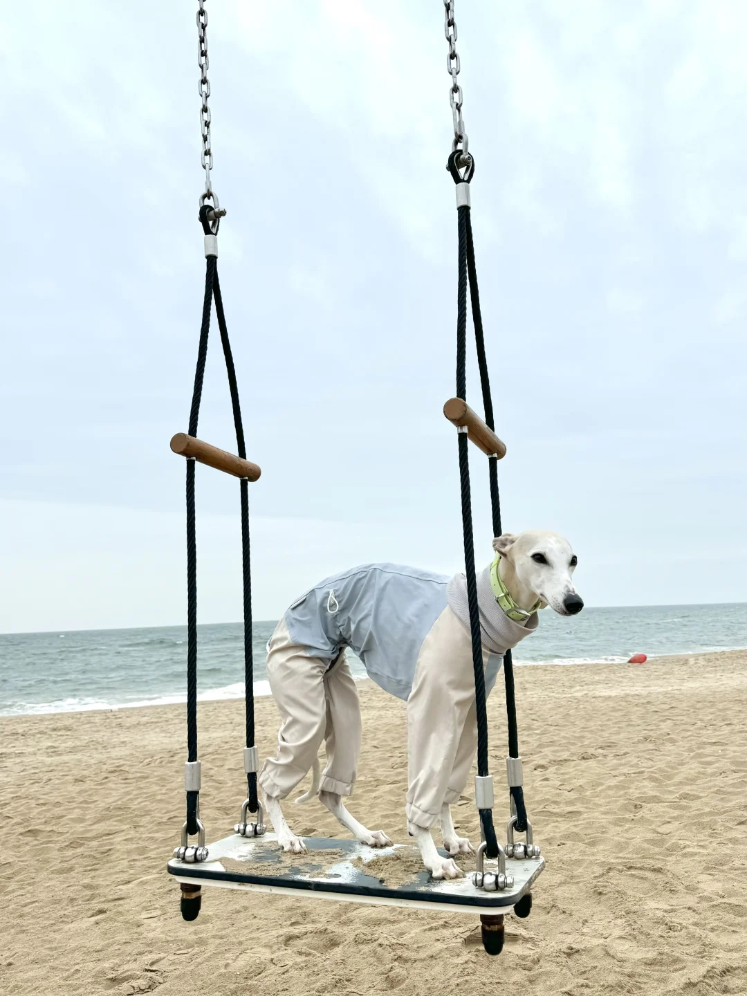 Aranya｜大海 小狗 一些被治愈的幸福时刻🏝️