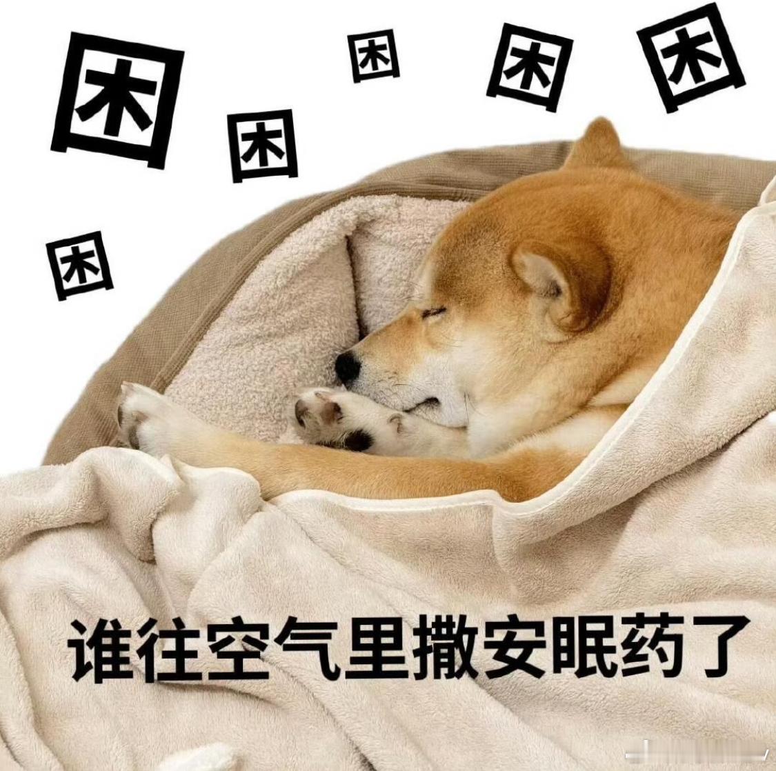 工作日每天中午吃完饭就困的睁不开眼，恨不得赶快找个地方躺睡，但同样时间，周末却从