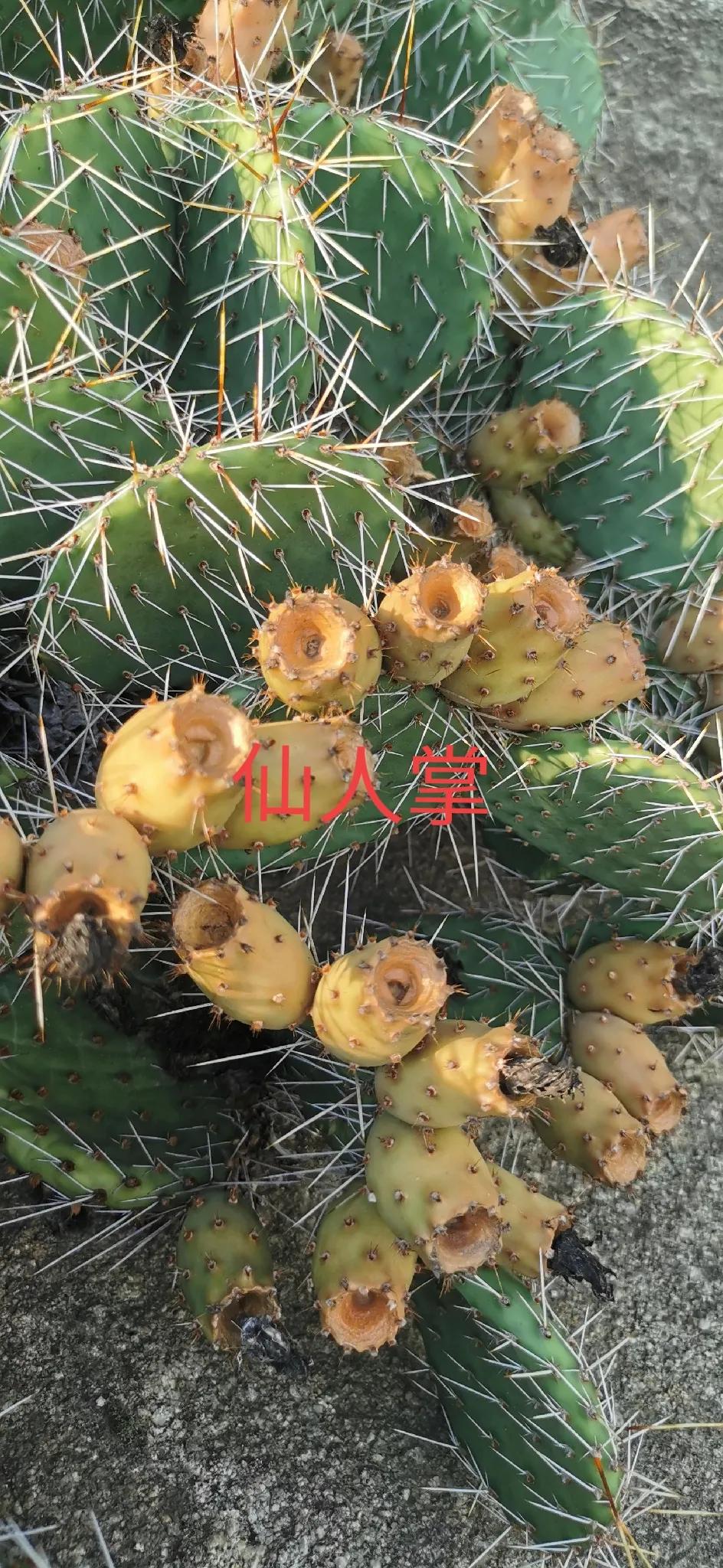 被忽视的宝藏：仙人掌果实的惊人价值

在我们的印象中，仙人掌总是那浑身带刺、耐旱
