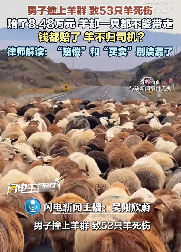 这个司机亏大了！

一名男子开车撞上羊群，结果导致53只羊死伤，司机赔了放羊人8