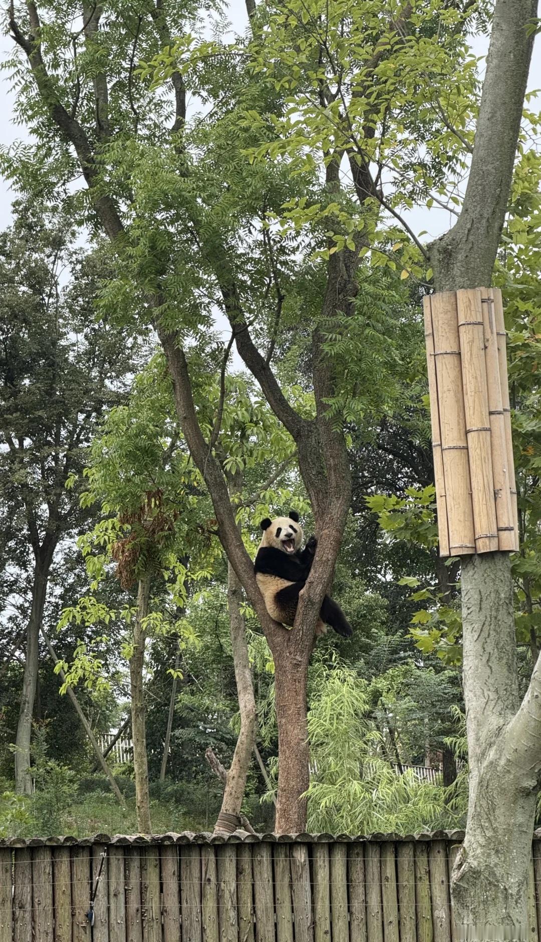 🐼-4