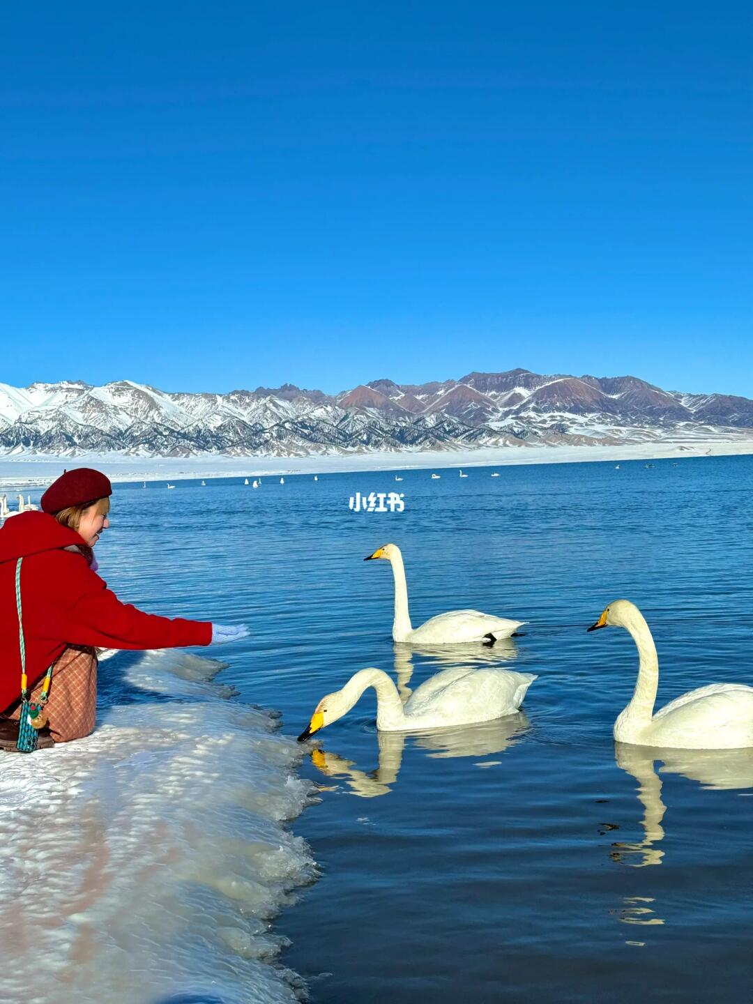 赛里木湖美出天际🦢这才是live图的意义吧！