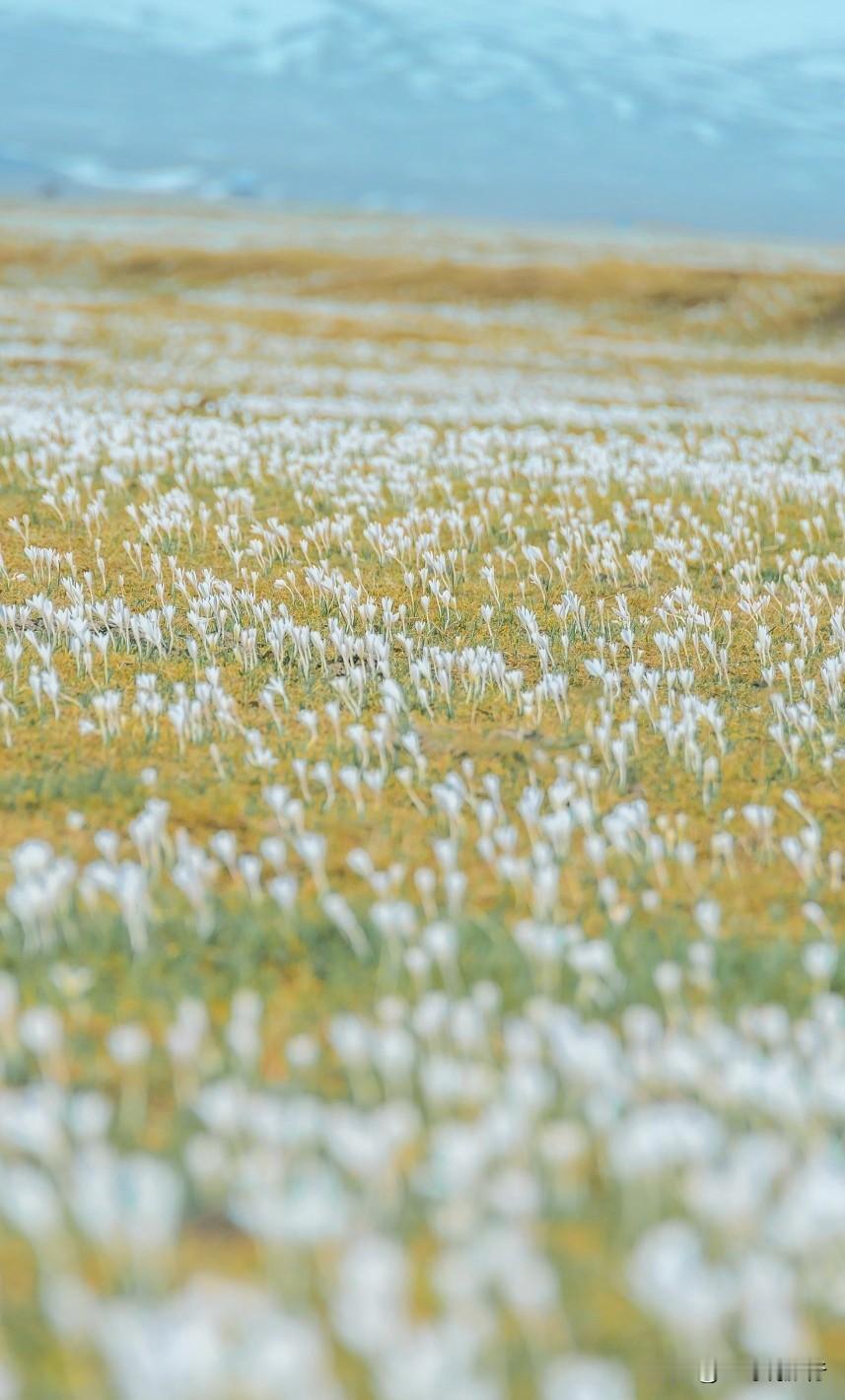 来新疆，赴一场顶冰花的春日之约
       顶冰花，是春天写给雪山的滚烫情书?