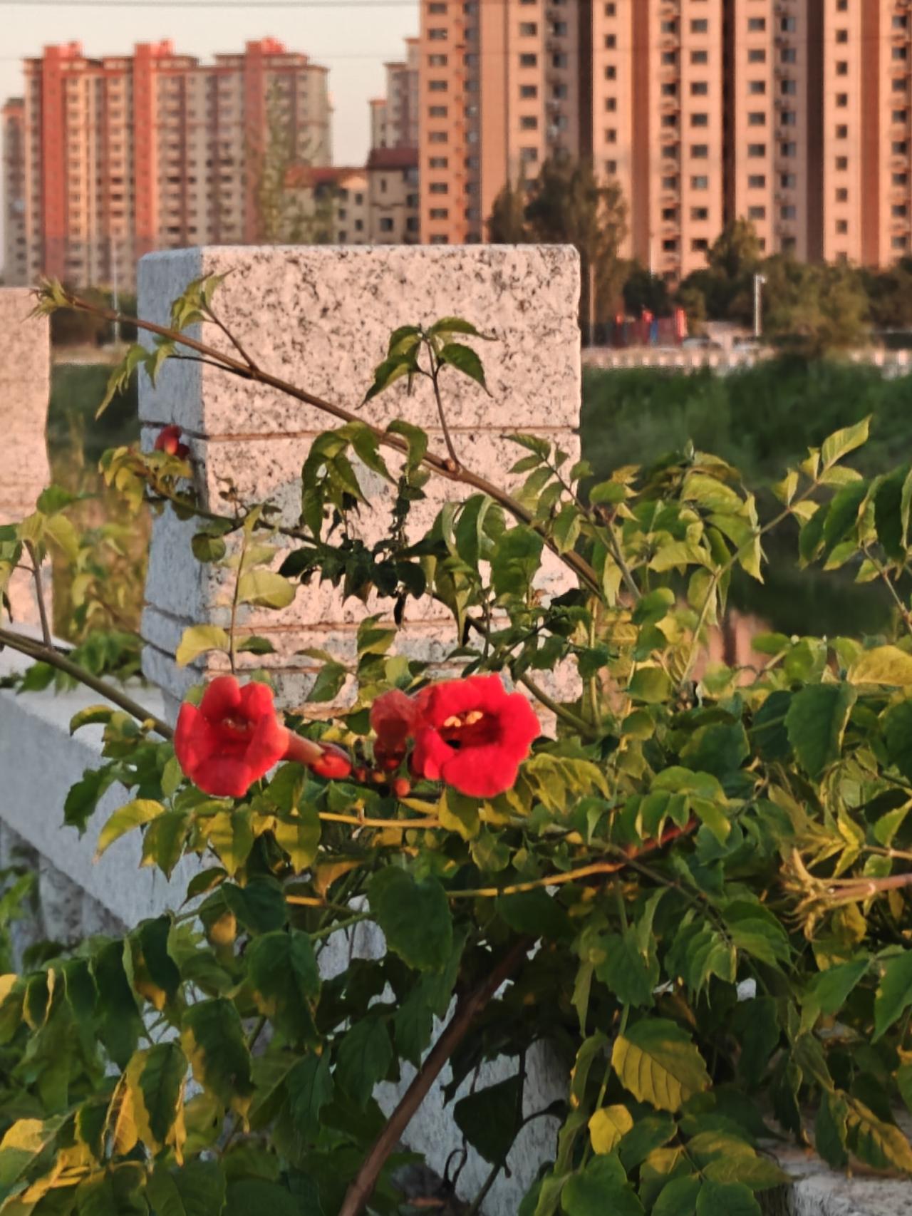 夕阳就要西下，在河边散步，偶见一处绿色藤蔓上开着几簇红花，形状犹如石榴花，不同的