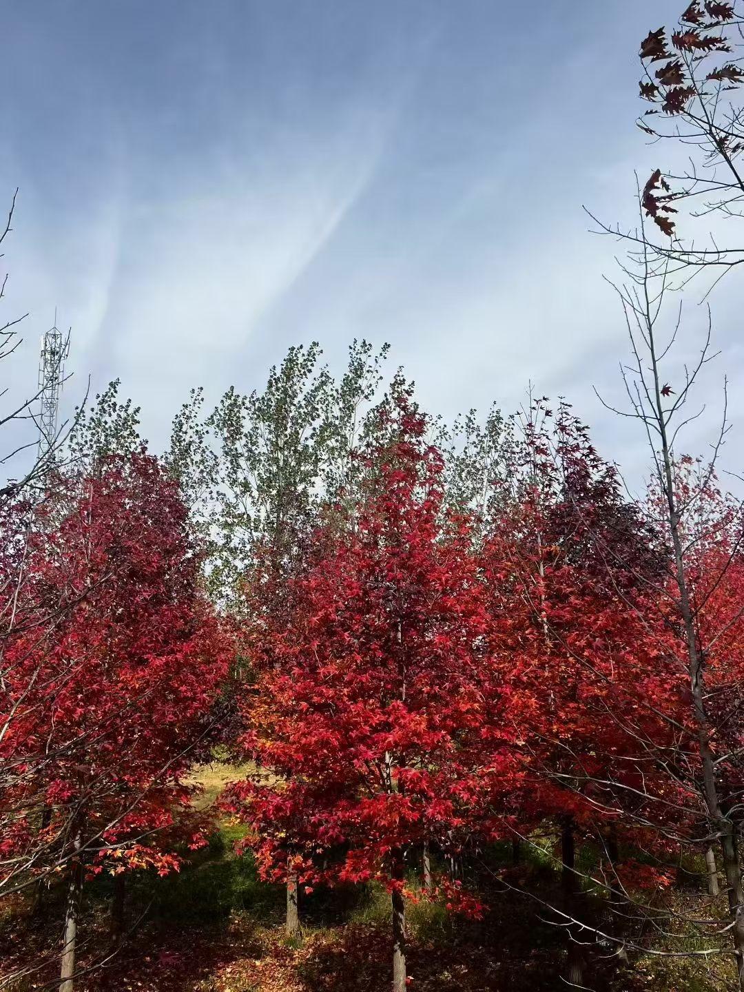 今天出门溜达，撞见一片超绝的红叶林！你看这叶子红得透亮，跟被染缸浸过似的，深浅不