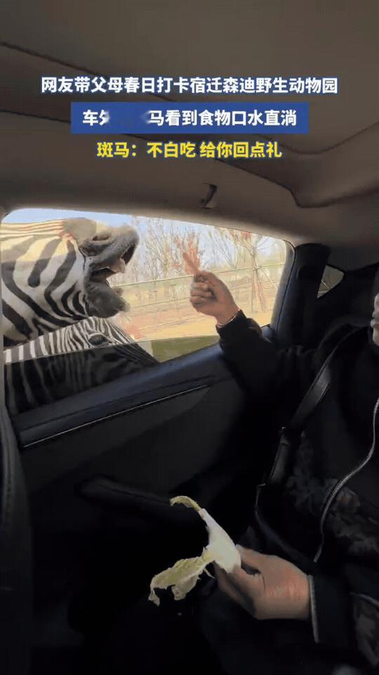 斑马：吃了我的，都得“还”点什么
 
阿姨在车里喂斑马，本以为是温馨互动，没想到