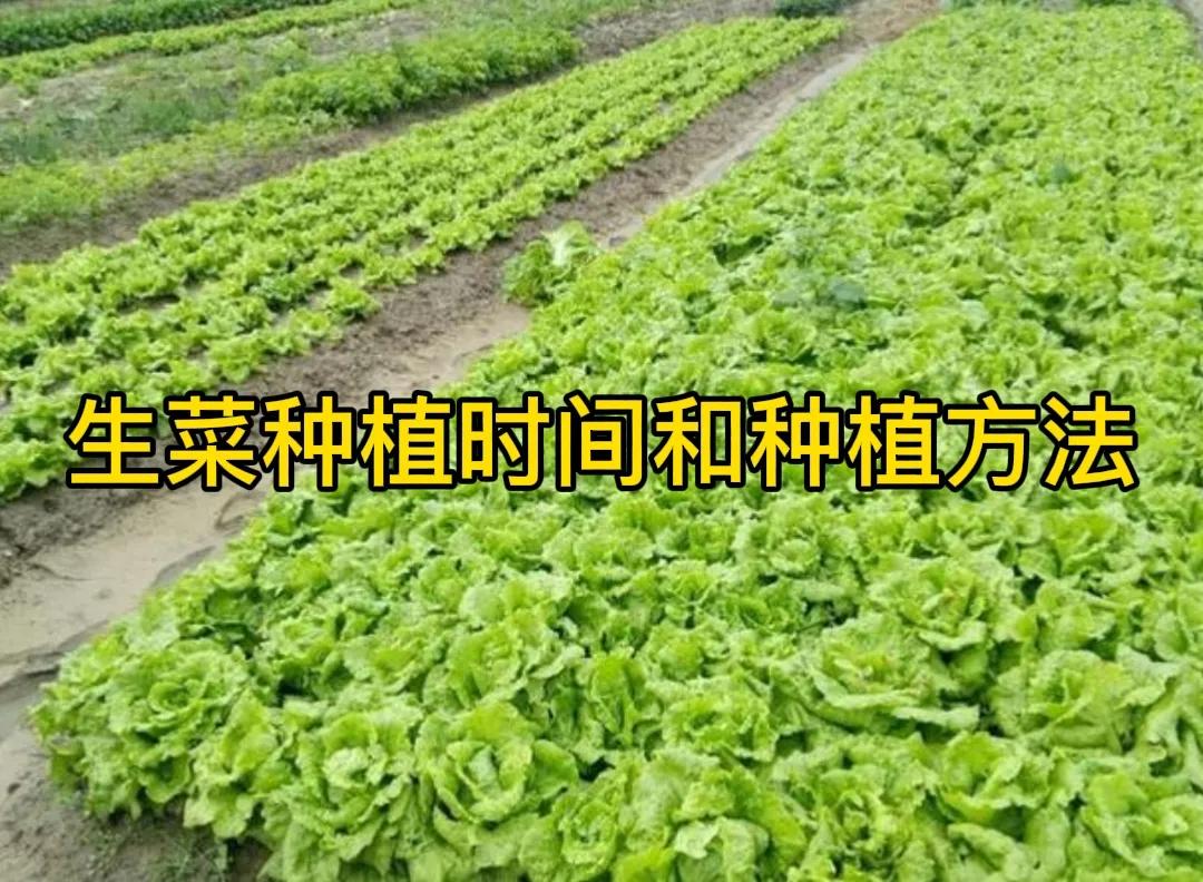 #生菜种植时间和方法是什么?#生菜种植时间一般春秋两季最佳。方法如下：选择肥沃、