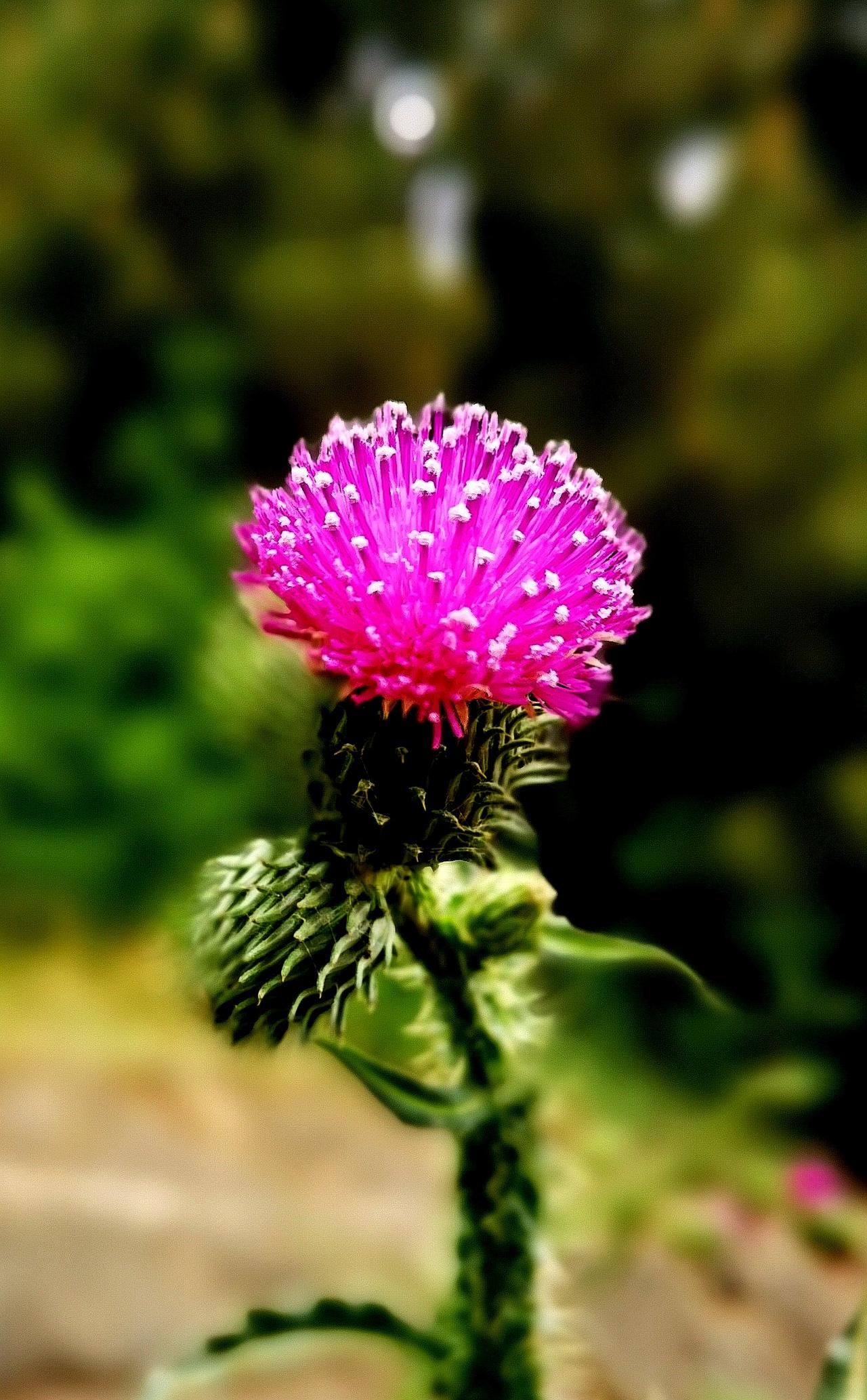 谁有花草照片，可以晒下吗看看这是什么花。学名节毛飞廉，浑身上下都是刺，繁殖极快，