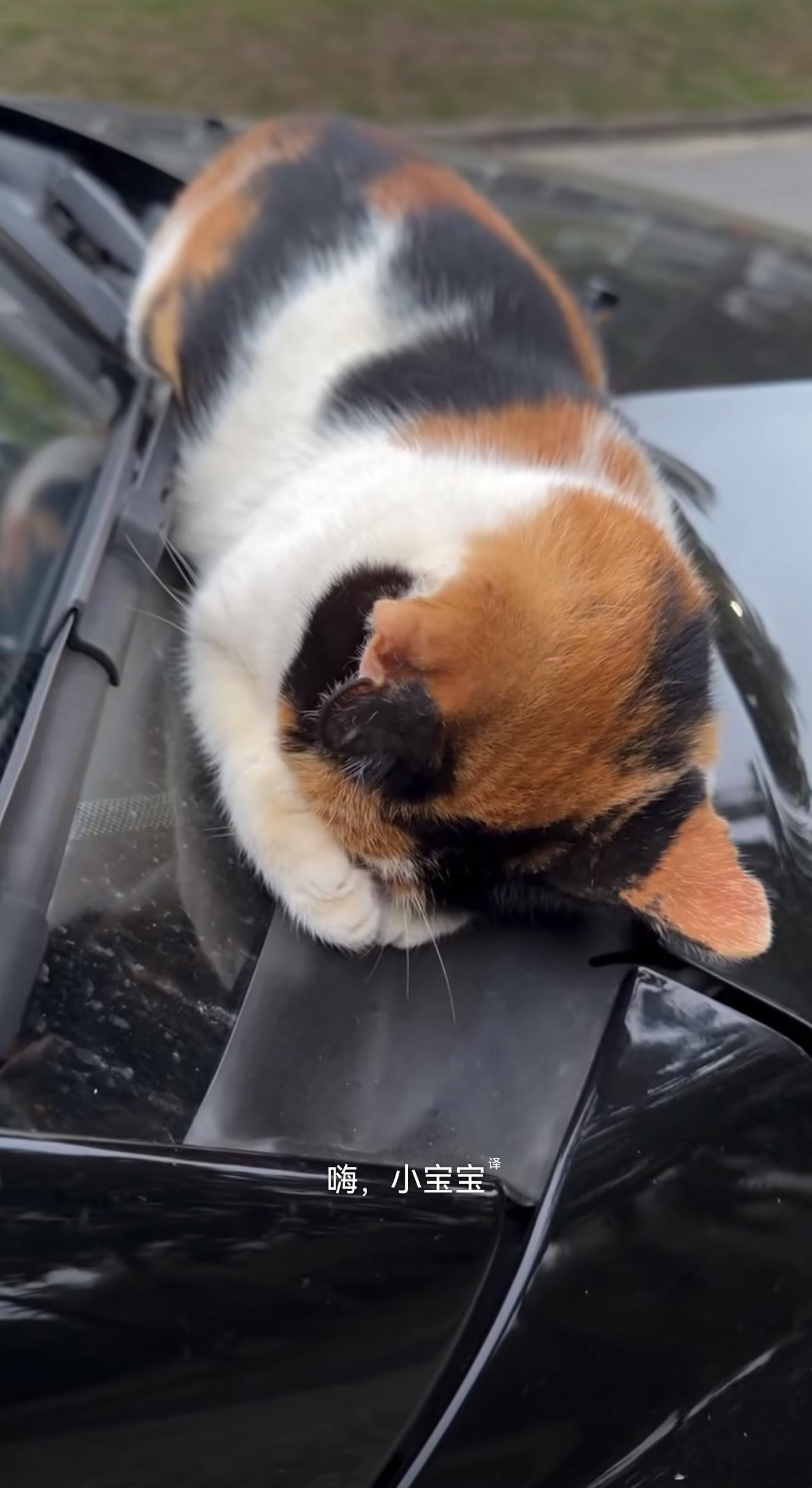 小猫选择这辆车睡觉然后被车主收养了所以说，如果让小动物自己选，它真的会冥冥之中选