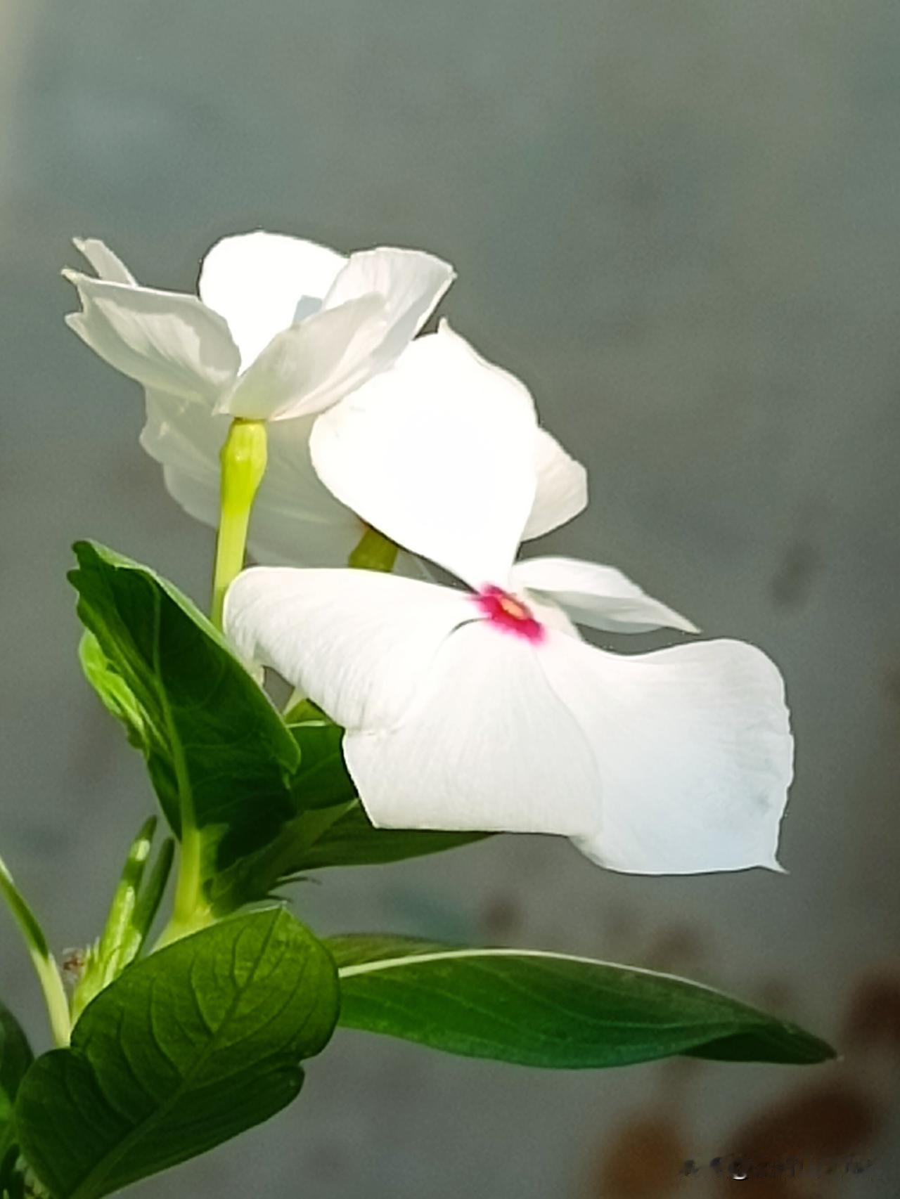 路边和房前屋后常见的长春花

——长春花的花期极长，在温暖地区几乎可以全年开花。