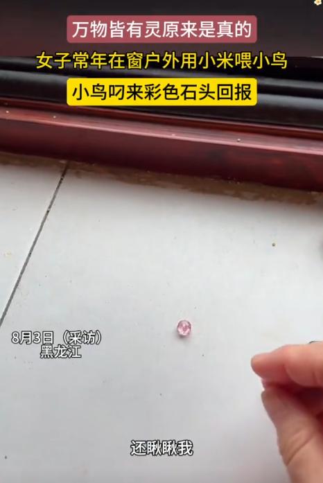 “万物皆有灵！”黑龙江，女子常年用小米喂小鸟。突然，小鸟叼来彩色石头放她家桌上。