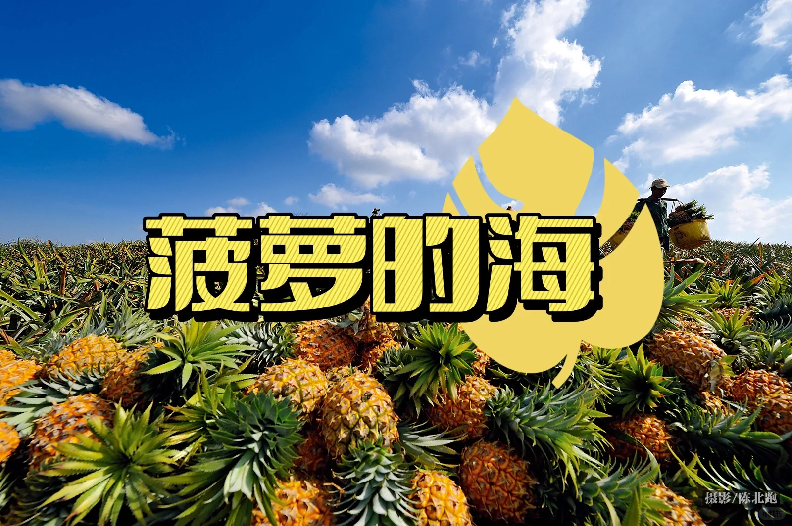 徜徉在“菠萝的海”