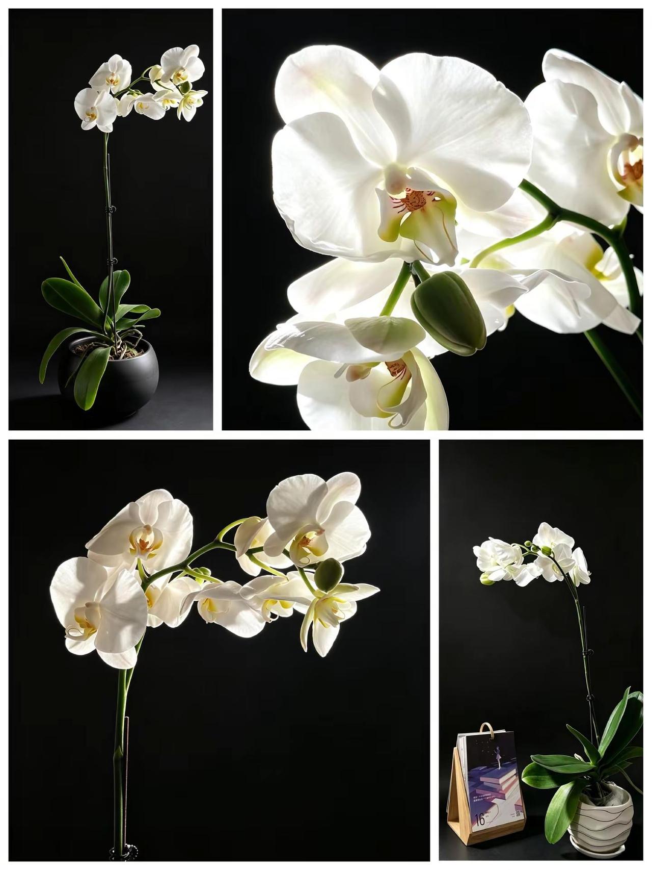 一束白蝴蝶兰光影入花，清净入心蝴蝶兰高级感拉满 花与生活美学 一花一个世界 用镜