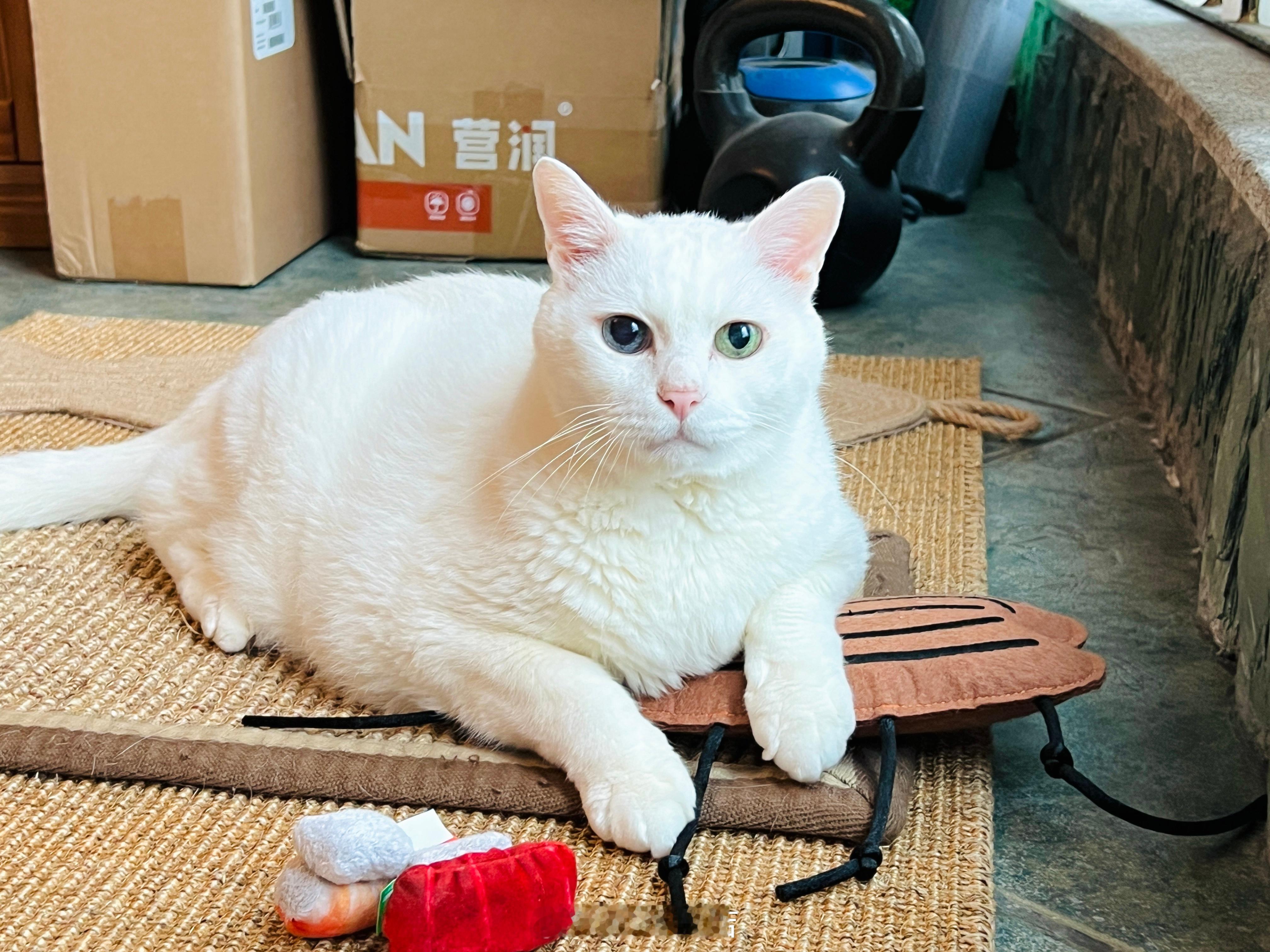 霸氣的壓著巨強。 ​​​