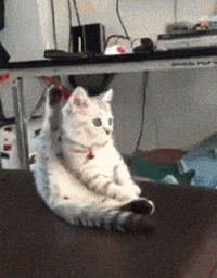 猫猫：我就喜欢劈劈叉，很合理啊 