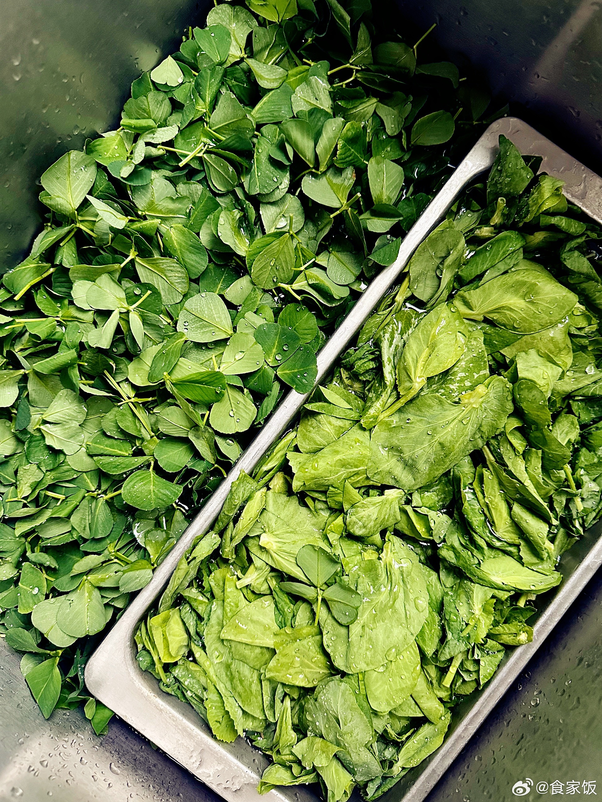 菜贩回来出摊。草头、豆苗卖相好到勿相信。🍀 