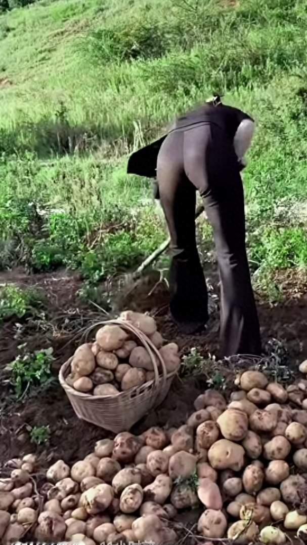 为什么中国人不把土豆当主食，而欧美却把土豆当成主食