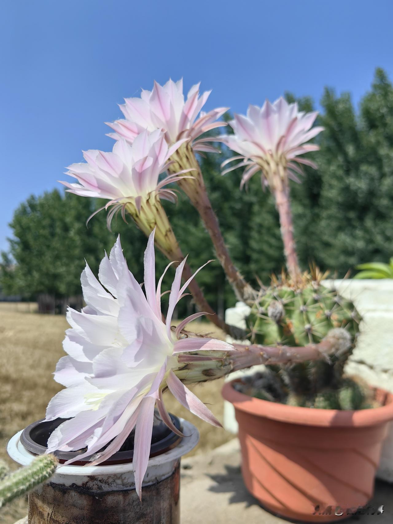 我家的仙人掌花开的非常漂亮，在它开花之时，我望它一眼 ，心里就能陶醉一天。
仙人