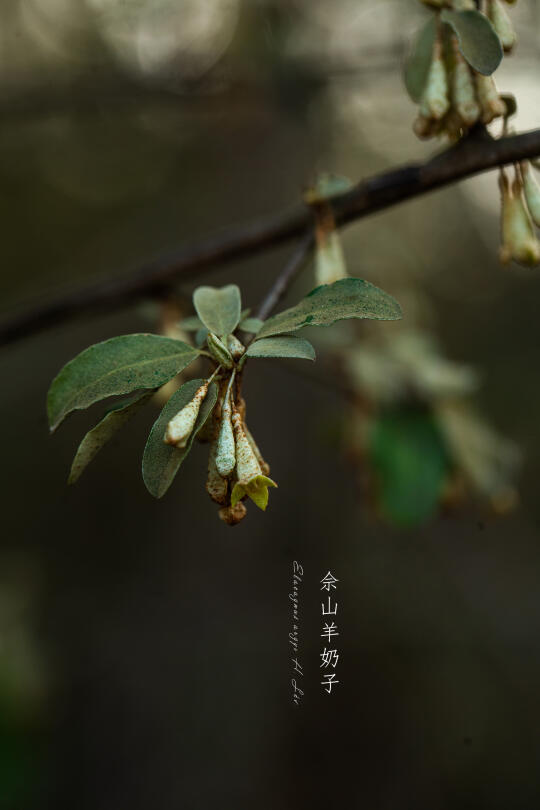 佘山羊奶子|Elaeagnus argyi H. Lév