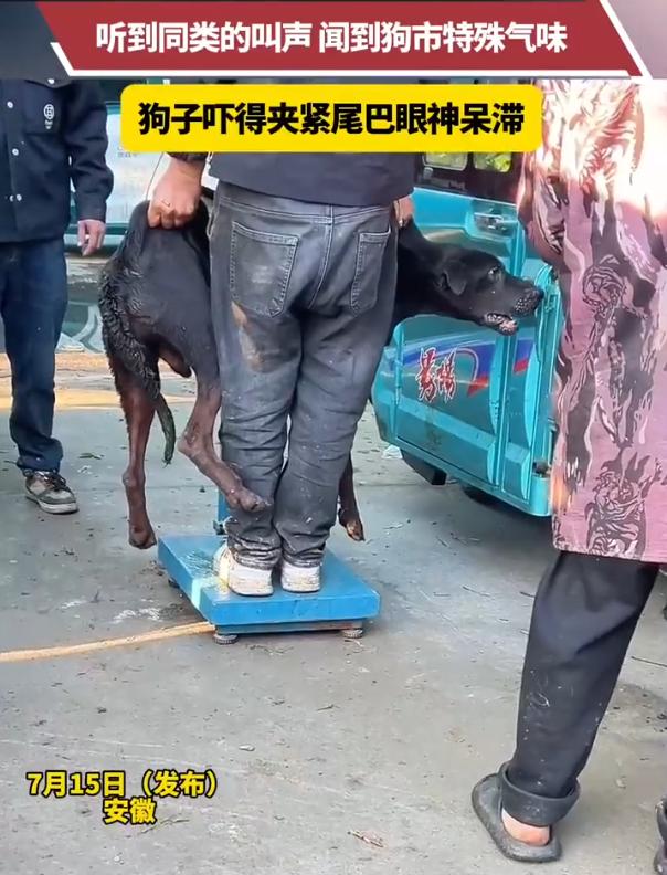 安徽，一只黑狗因咬人被主人按斤卖给狗贩子。在狗市称重时，它听到同类惨叫、闻到死亡