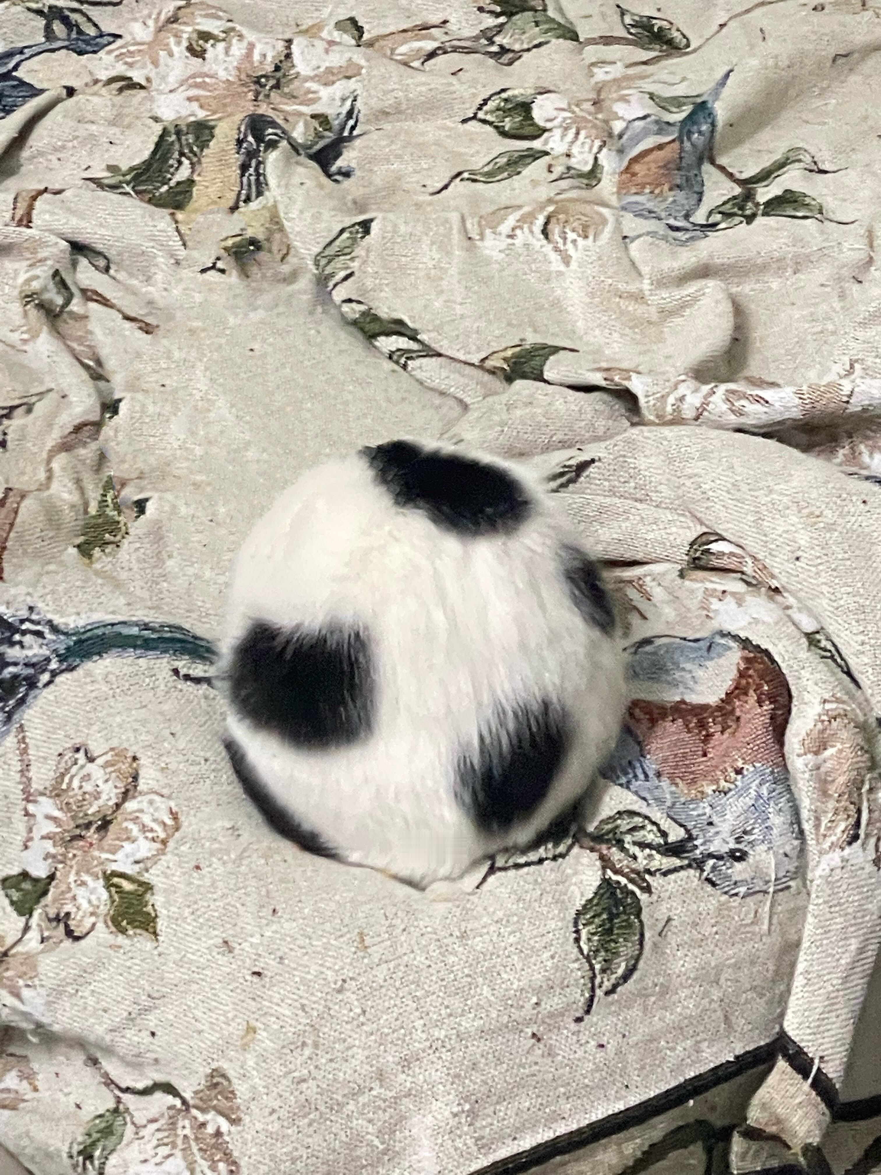 长得像足球一样的小猫 