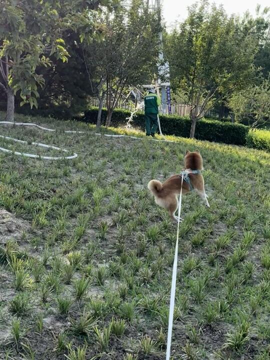 不拦着点它就要冲过去咬水了