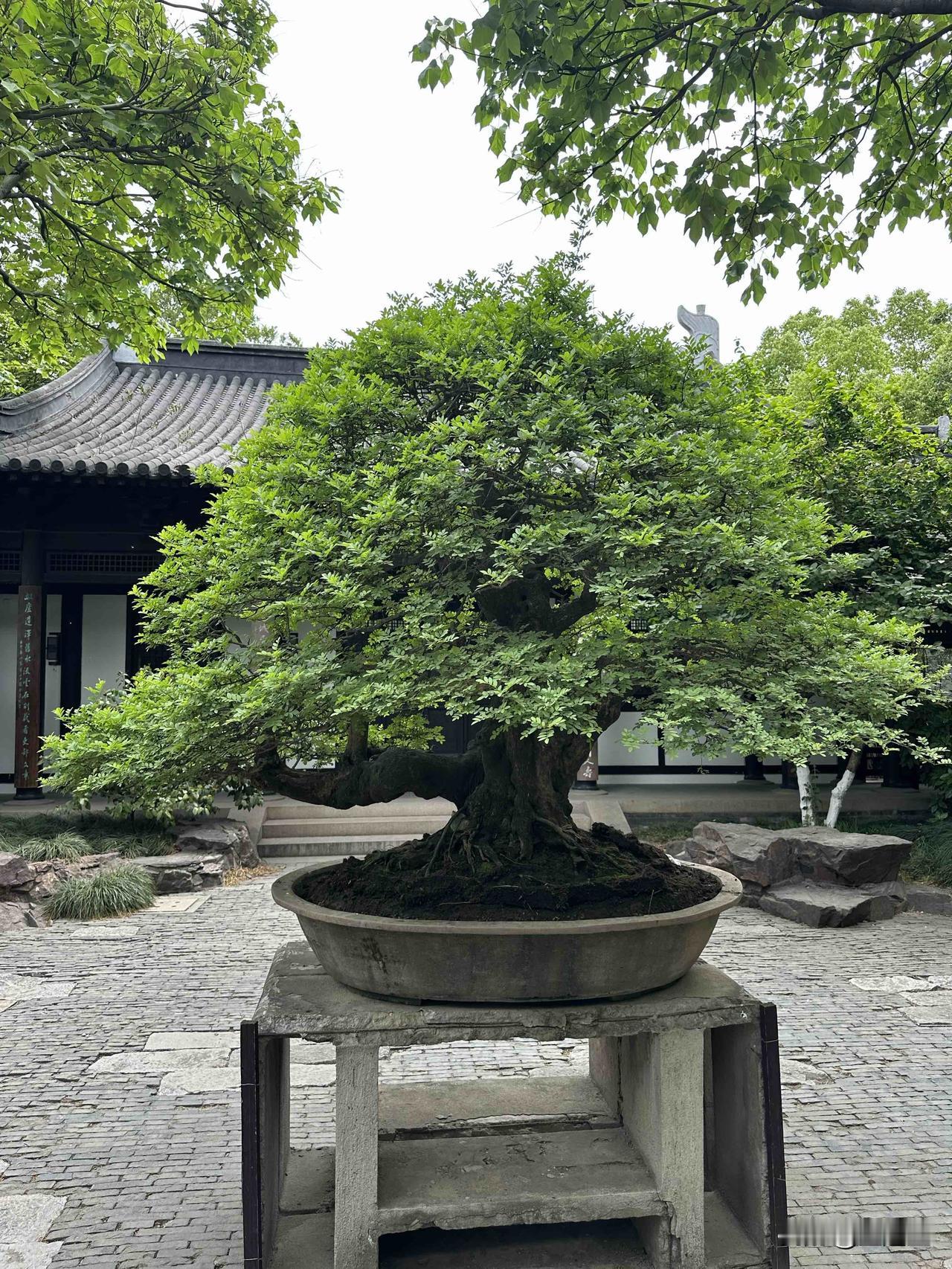 喜欢这样的盆景，这一棵应该能卖不少钱。晒图笔记大赛
