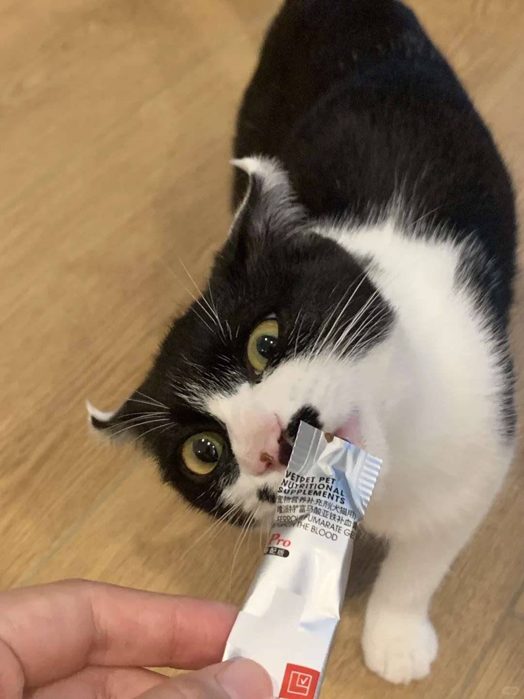 我捡的奶牛猫真的是牛的一些证据