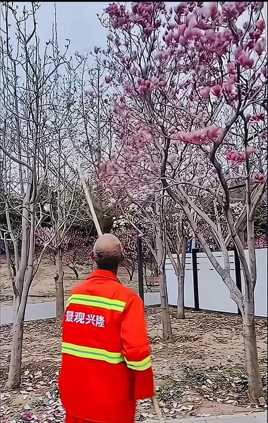 满树盛开的玉兰花招谁惹谁了？居然被养护工人用竹竿打落，这操作也是没谁了！这是专业