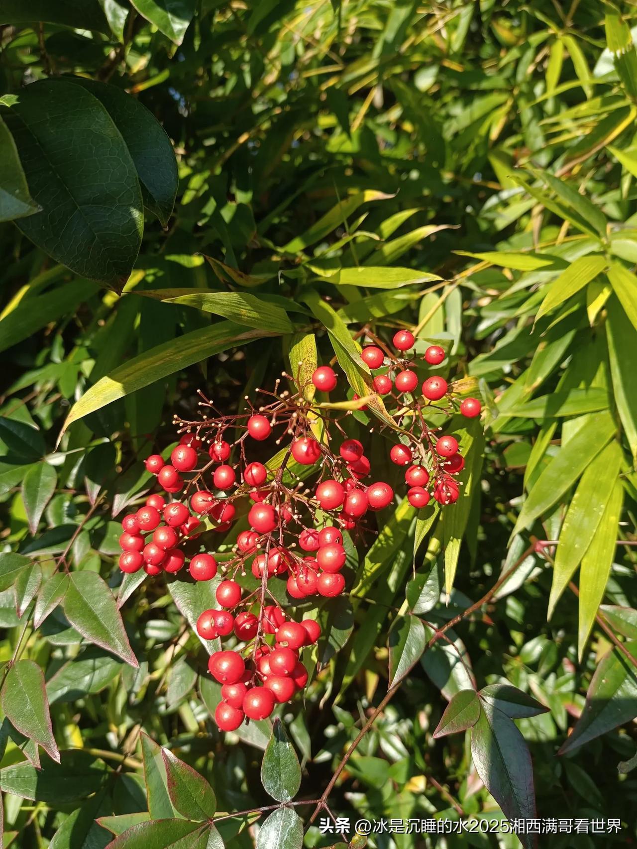 现在的生态环境真好，海螺朝天园区里居然发现有红彤彤的野果“救兵粮”躲在冬日暖阳里