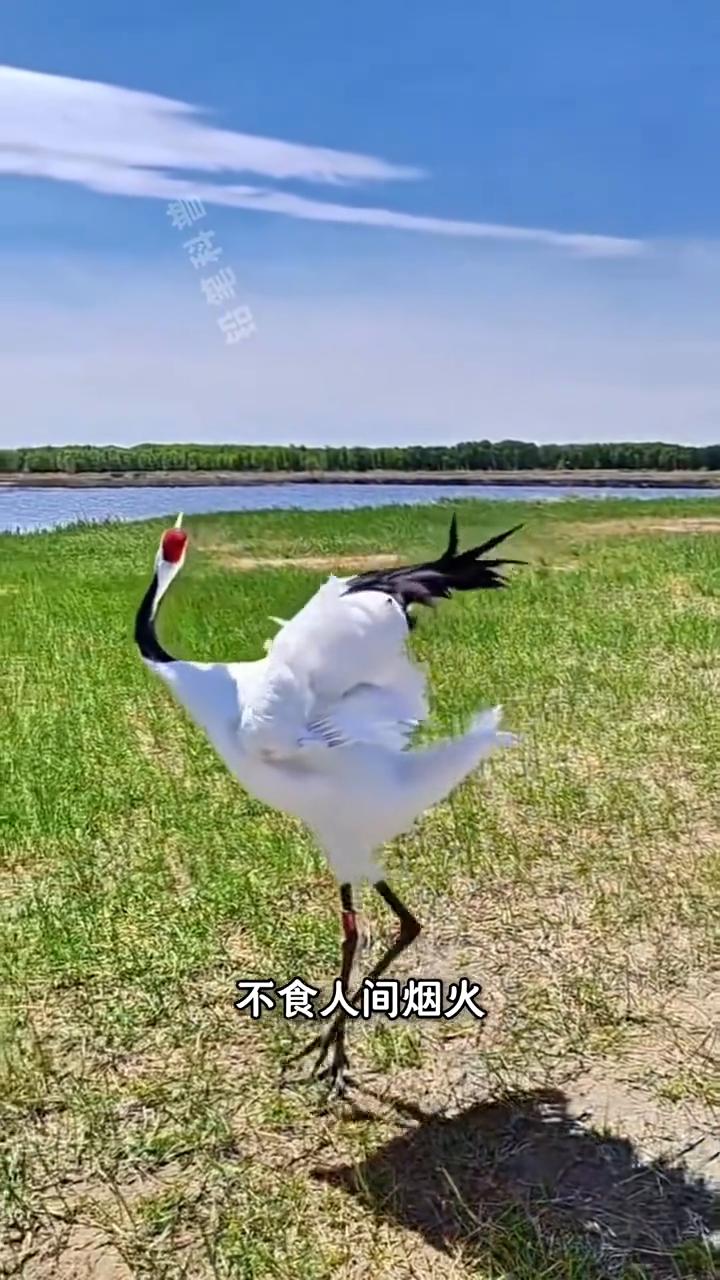 这个正在阻碍城市交通的gai溜子你肯定认识。作为中国神话故事里太白金星的坐骑，你