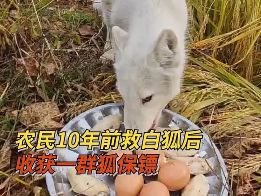 缘，妙不可言！黑龙江一男子与狐狸结缘10年，4年前又救下一只白狐，不料，狐狸竟“