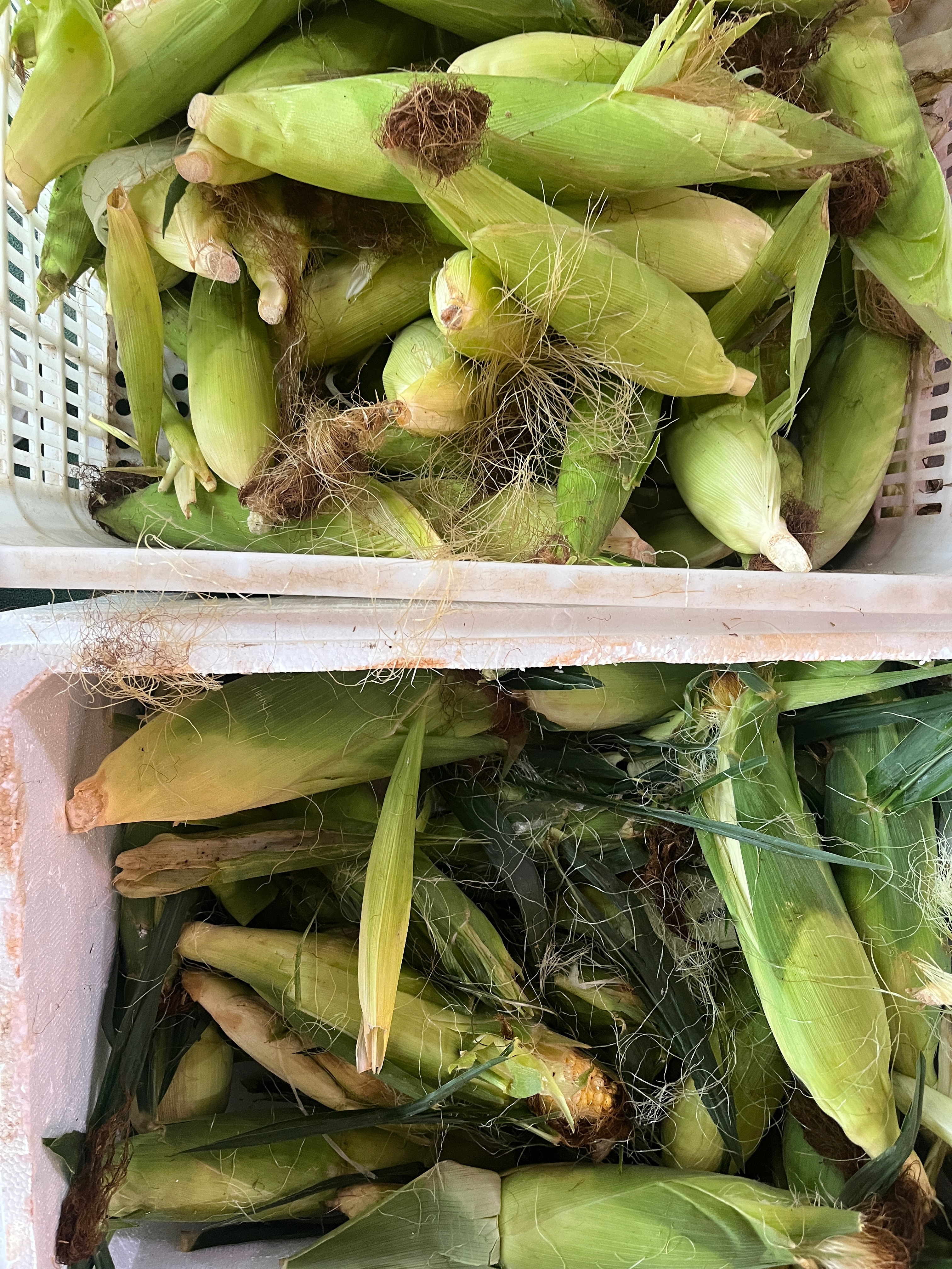 买点新鲜的玉米🌽烧玉米莲藕排骨汤 
