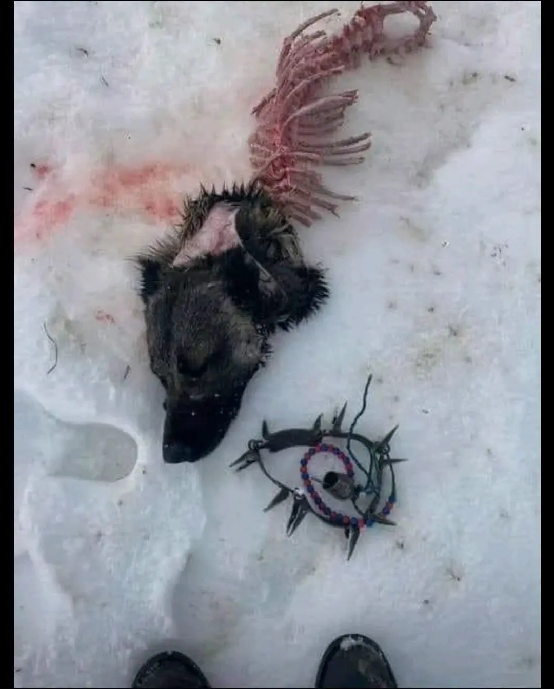 数千年来狗与狼的战争从未间断