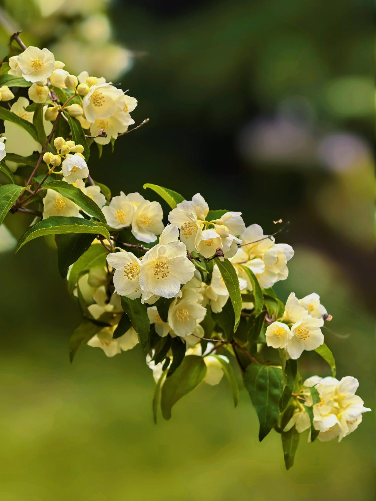 当然可以，尤其是那些有正当职业，稳定收入，生活上较严谨没有同居史，家庭经济上没有