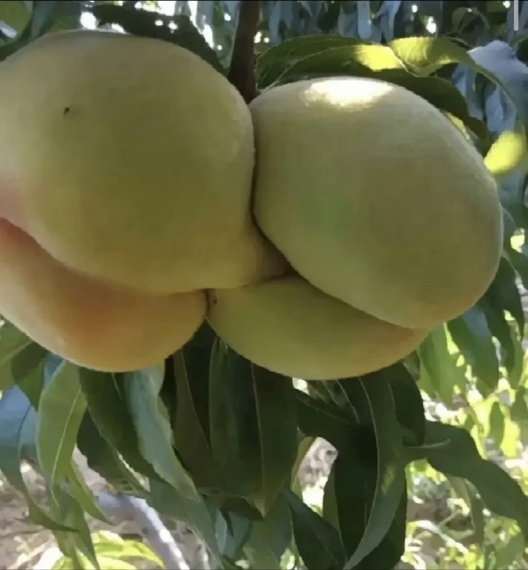 这桃怎么不太正经…… ​​​