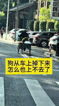 哎呀妈呀，三轮车带着小狗往前走，小家伙一不小心从车上掉下来了。
着急忙慌跟在车屁